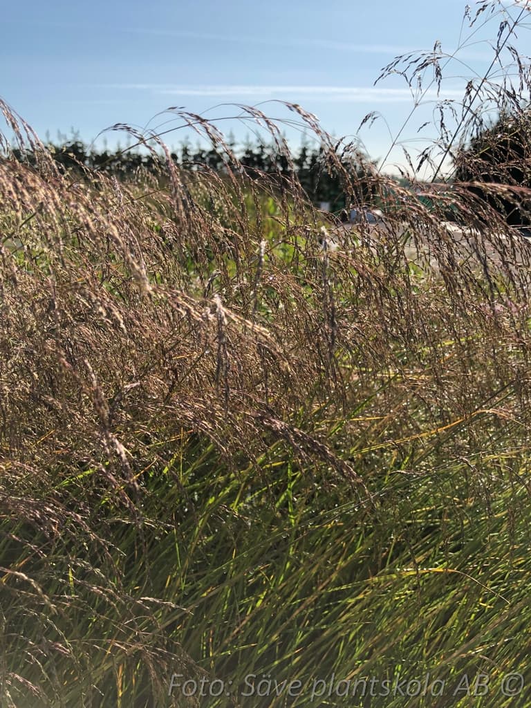 Deschampsia cespitosa 'Schottland'