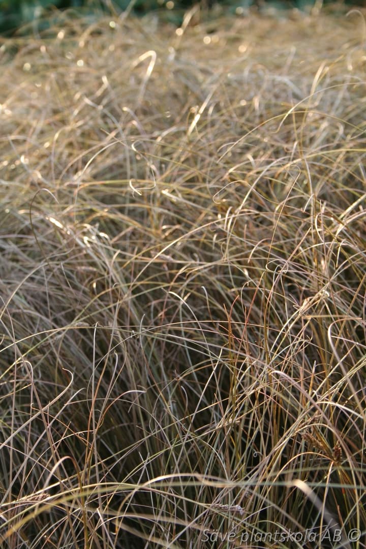 Carex buchananii 'Red Rooster'