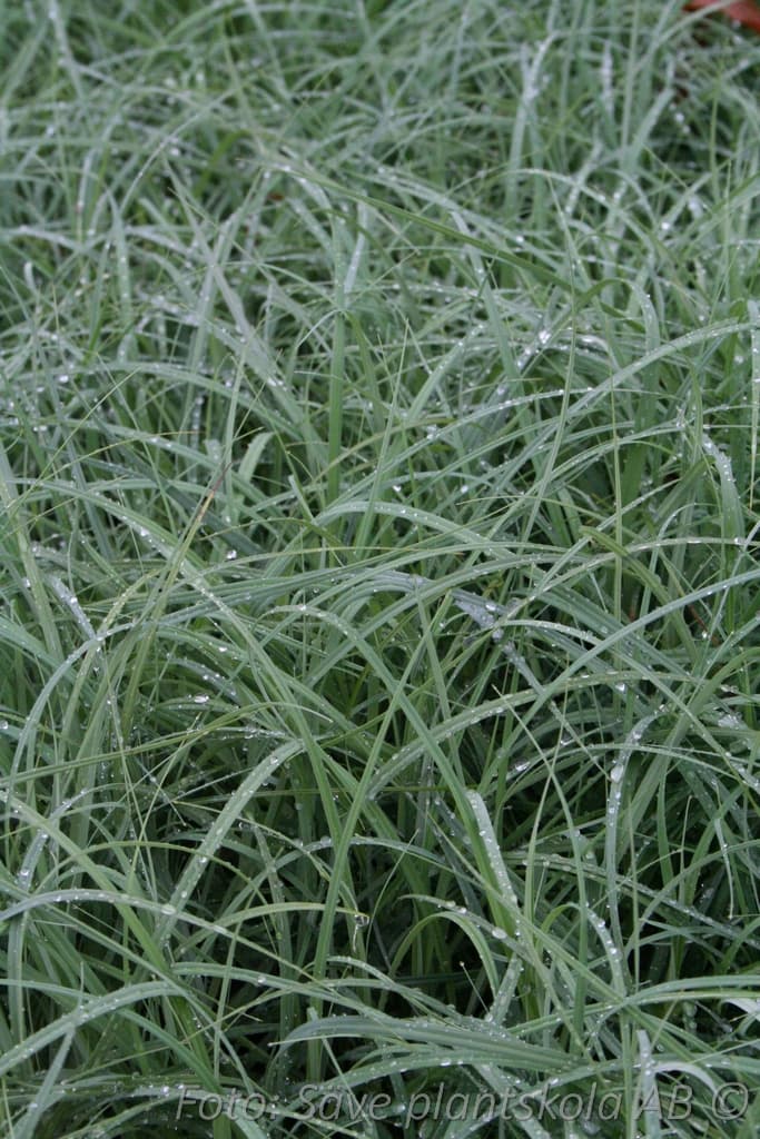 Carex flacca 'Blue Zinger'