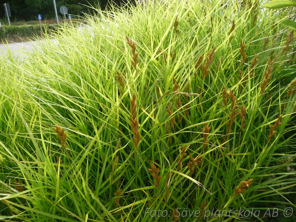 Carex muskingumensis