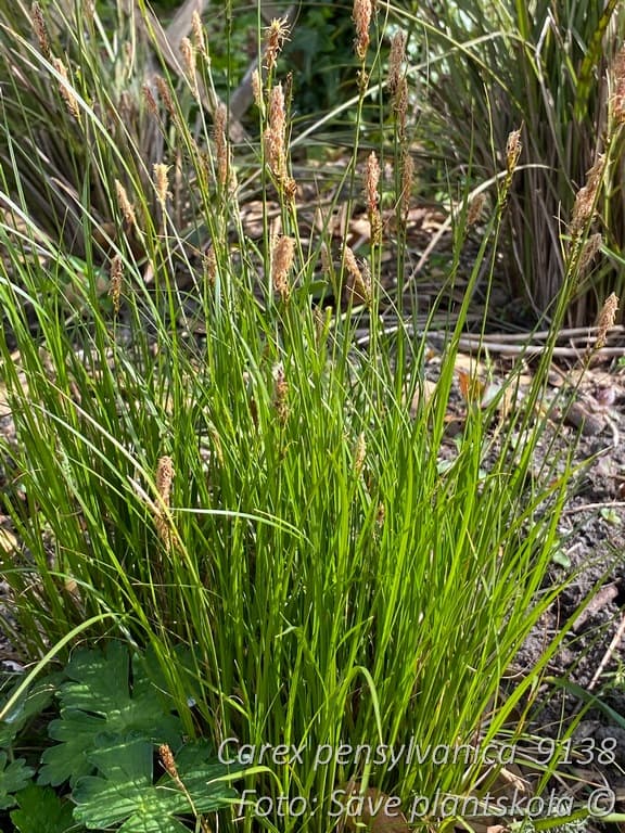 Carex pensylvanica