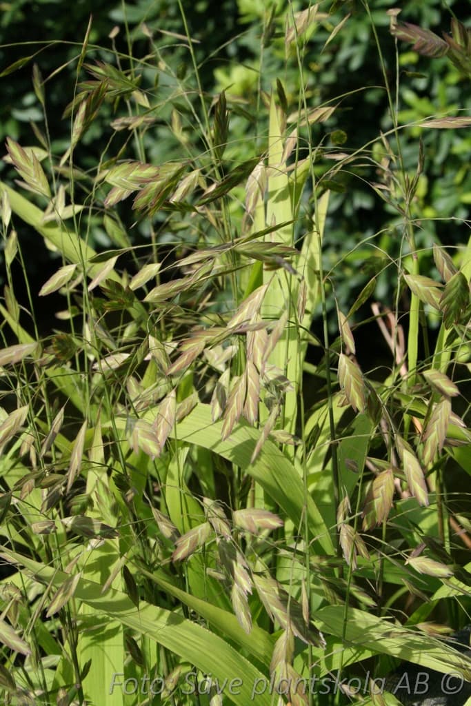Chasmantium latifolium