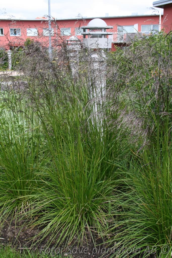 Deschampsia cespitosa 'Goldschleier'