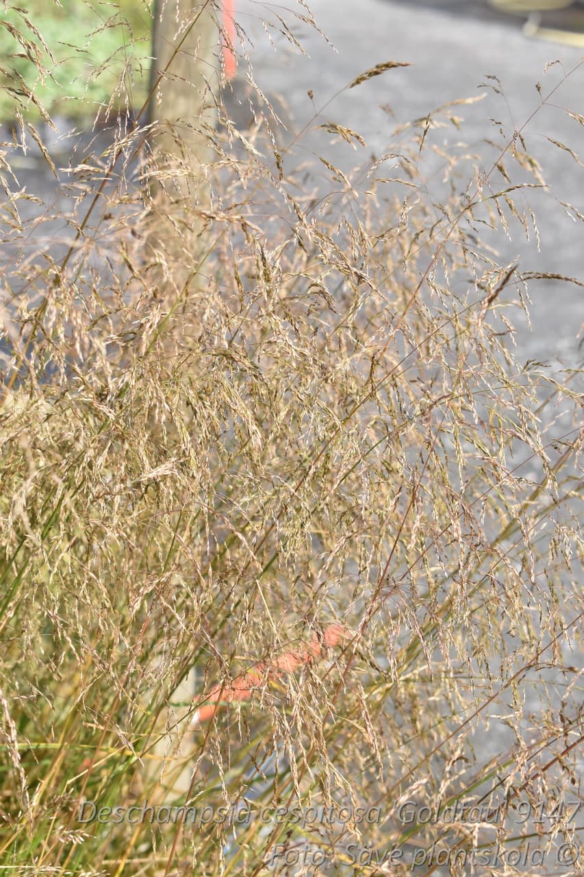 Deschampsia cespitosa 'Goldtau'