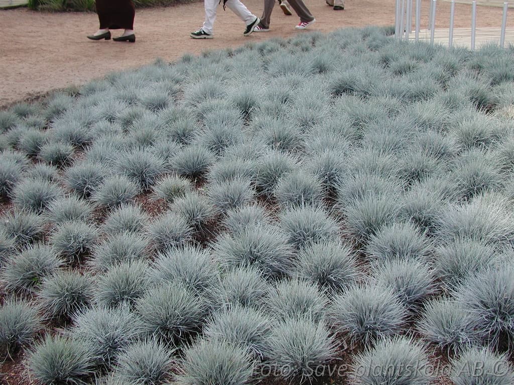 Festuca glauca  'Elijah Blue'