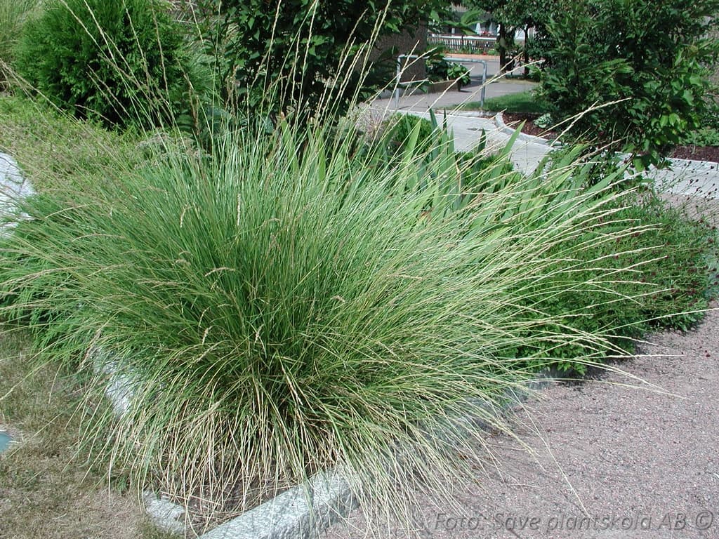 Festuca mairei