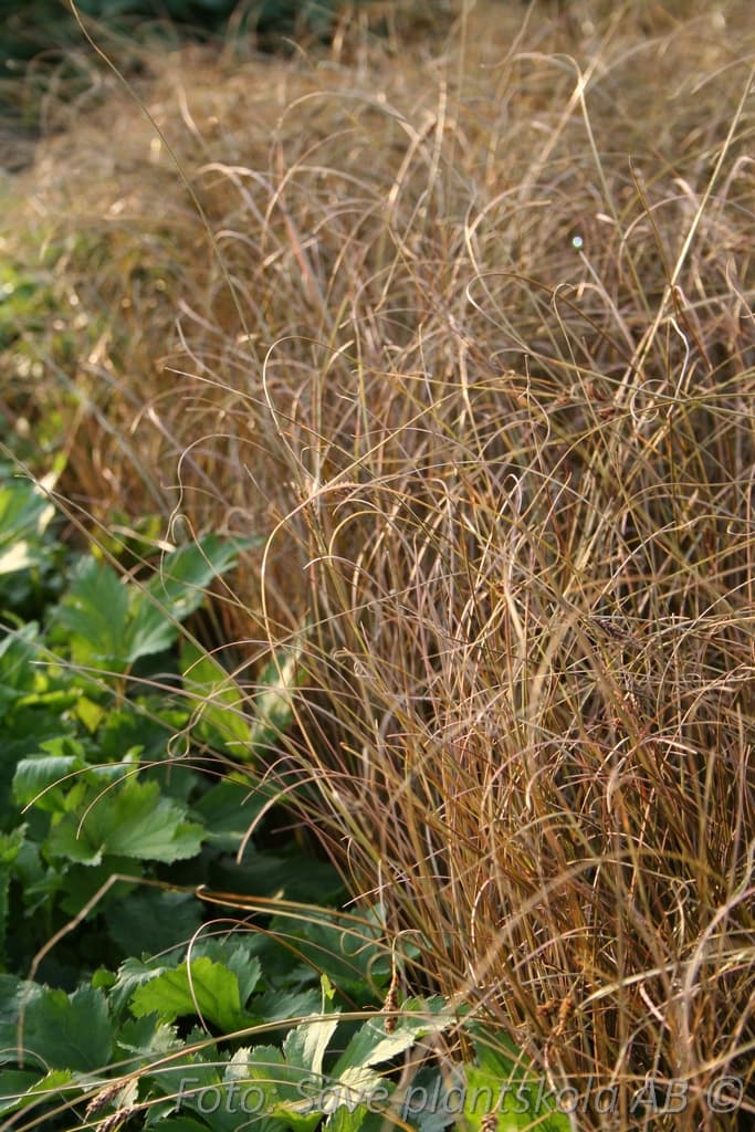 Carex comans 'Bronze Form'