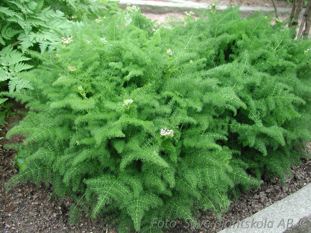 Meum athamanticum