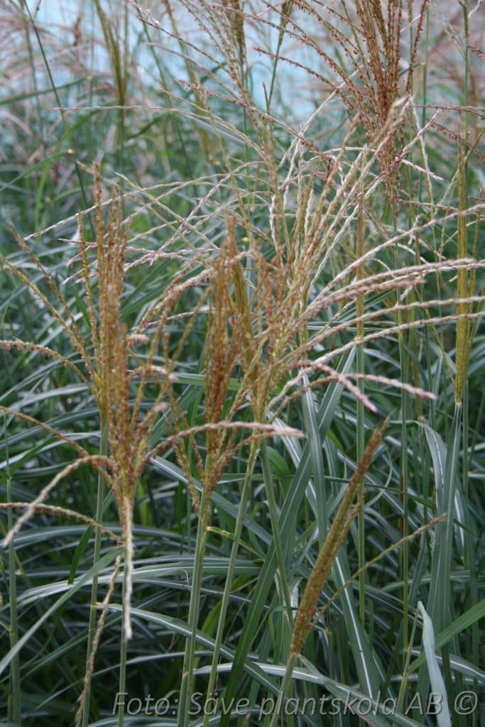 Miscanthus  'Herman Mussel' 2 L