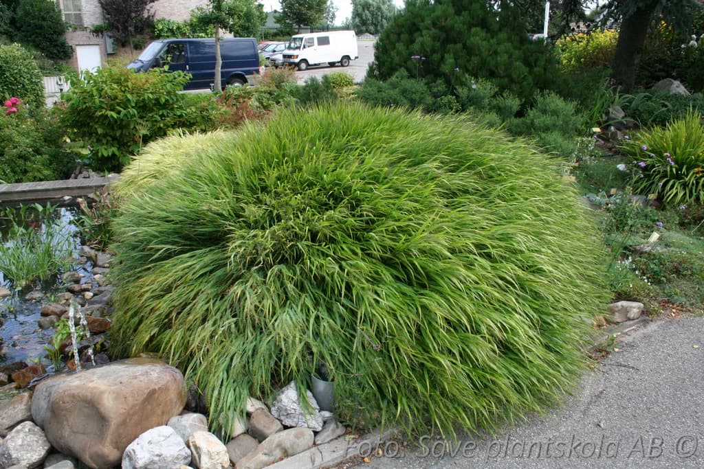 Hakonechloa macra