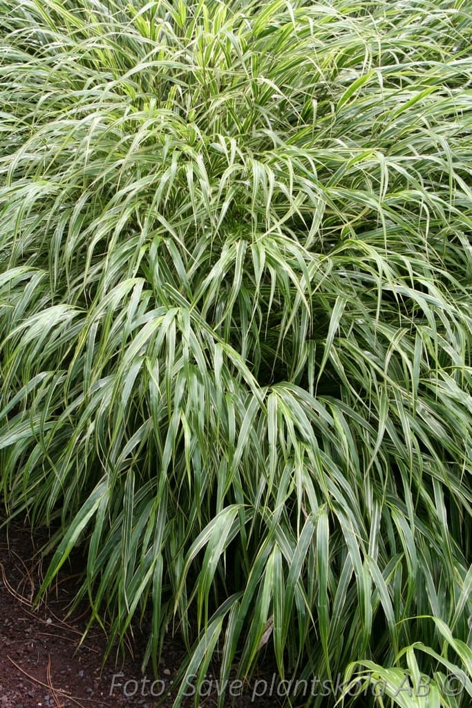 Hakonechloa macra 'Albostriata'