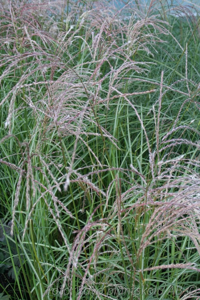 Miscanthus 'Flamingo' 2 L