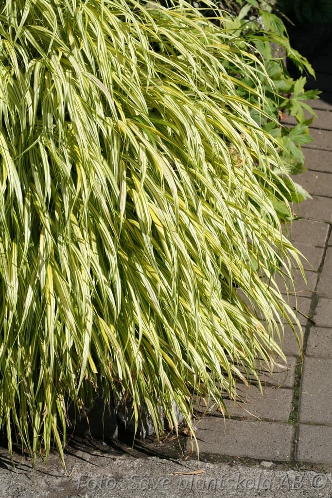 Hakonechloa macra 'Aureola'