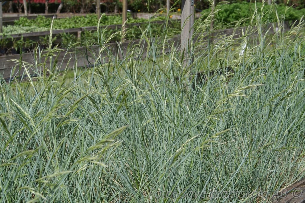 Helictotrichon sempervirens