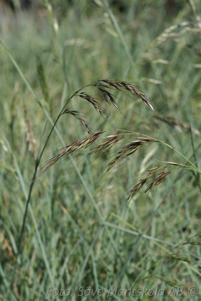 Helictotrichon sempervirens  'Saphirsprudel'
