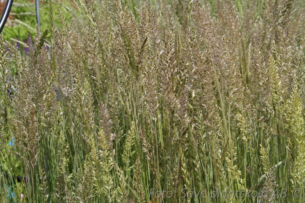Koeleria glauca