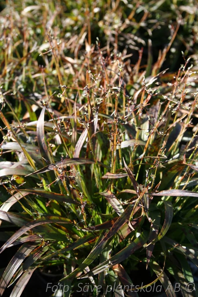 Luzula pilosa 'Igel'