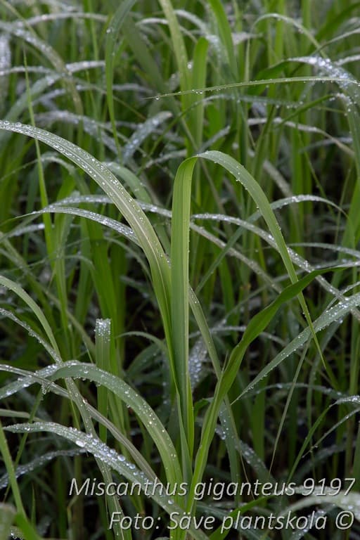 Miscanthus  giganteus   2 L