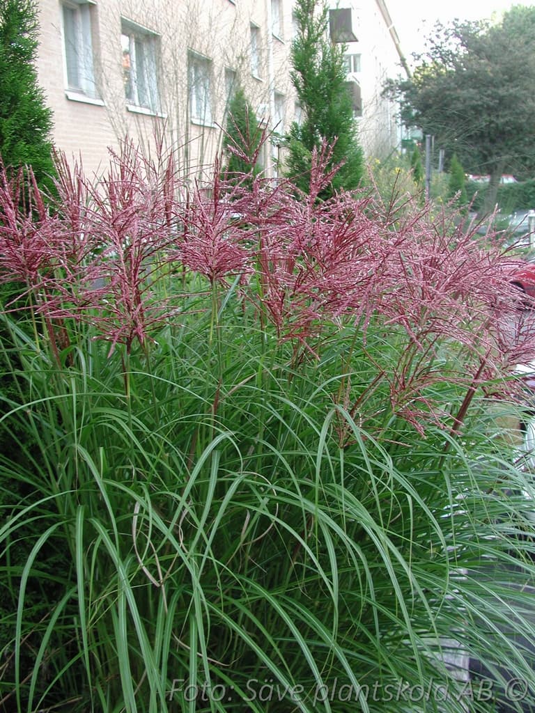 Miscanthus  'Malepartus' 2 L