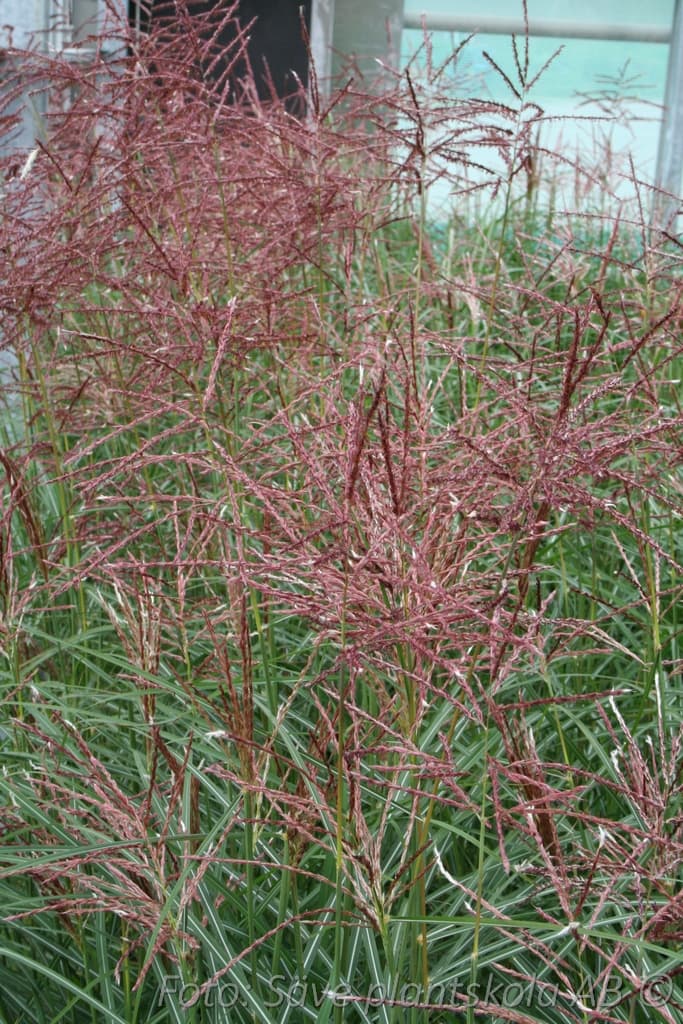 Miscanthus  'Ferner Osten'  2 L
