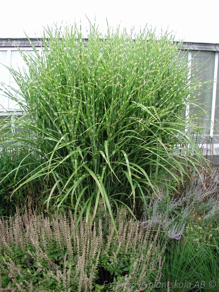 Miscanthus  'Zebrinus' 2 L