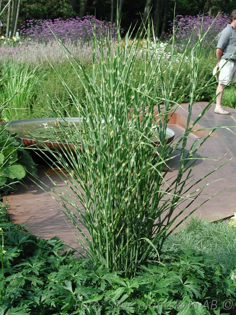 Miscanthus 'Strictus' 2 L