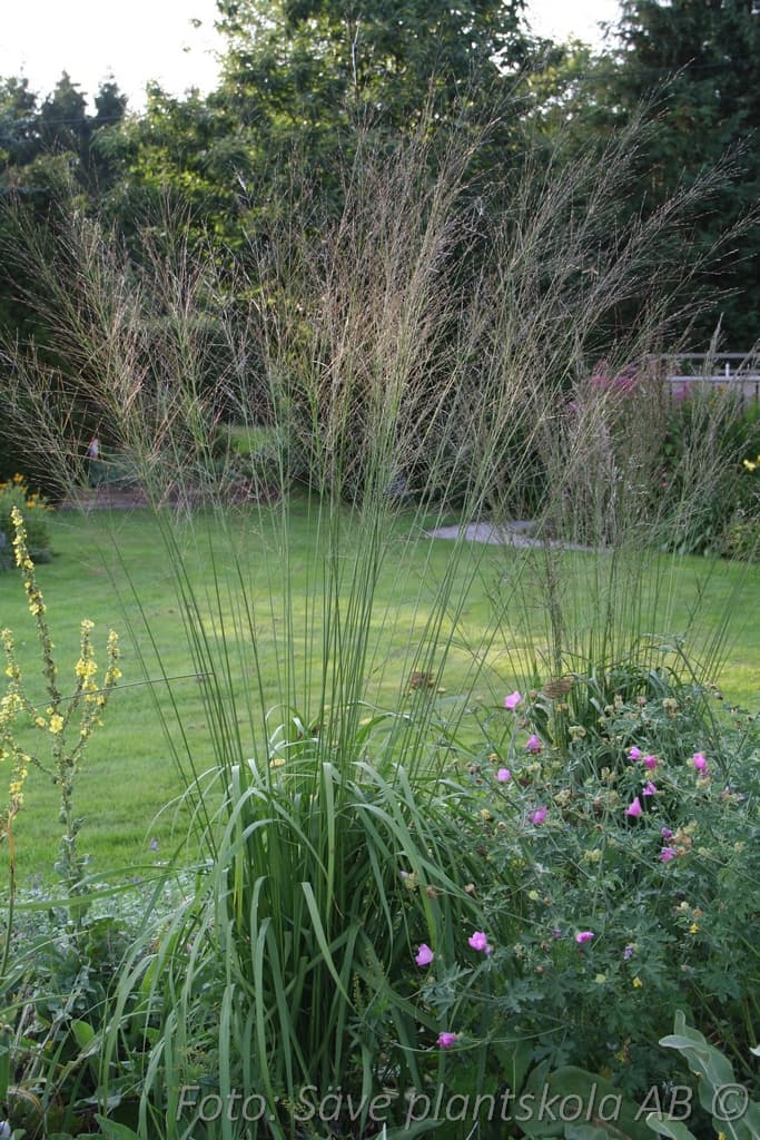 Molinia arundinacea 'Transparent'