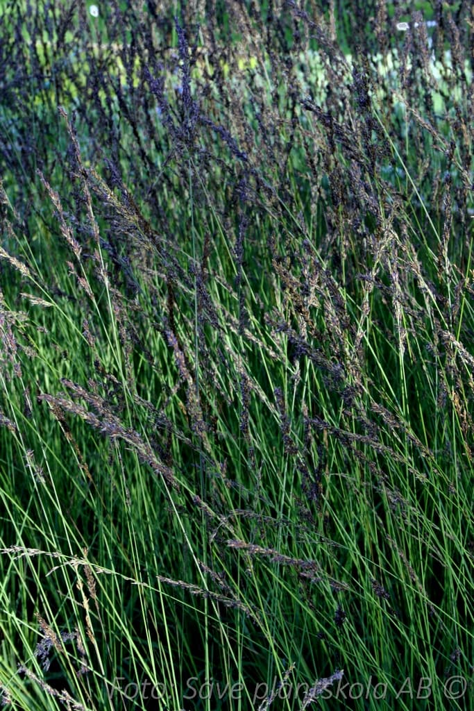 Molinia caerulea 'Dauerstrahl'