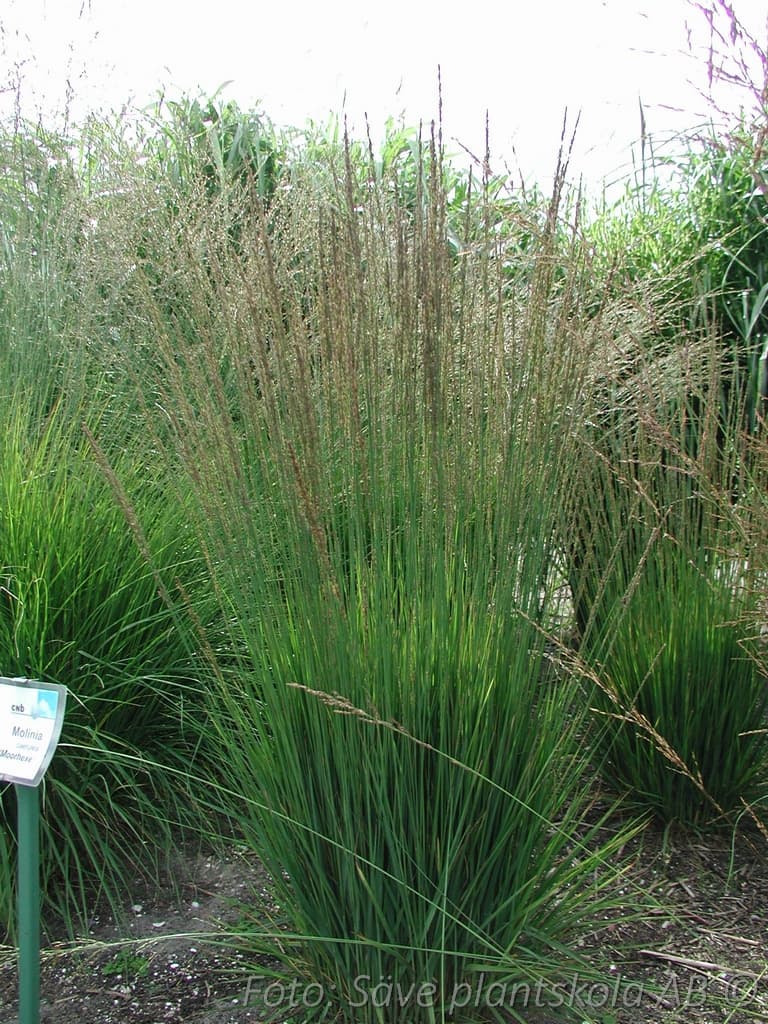 Molinia arundinacea  'Skyracer'