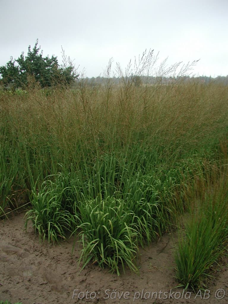 Molinia arundinacea 'Black Arrows'