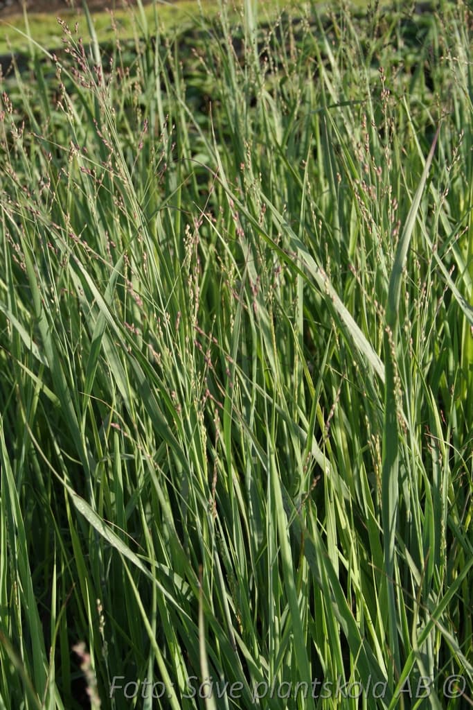 Panicum virgatum 'Heavy Metal'