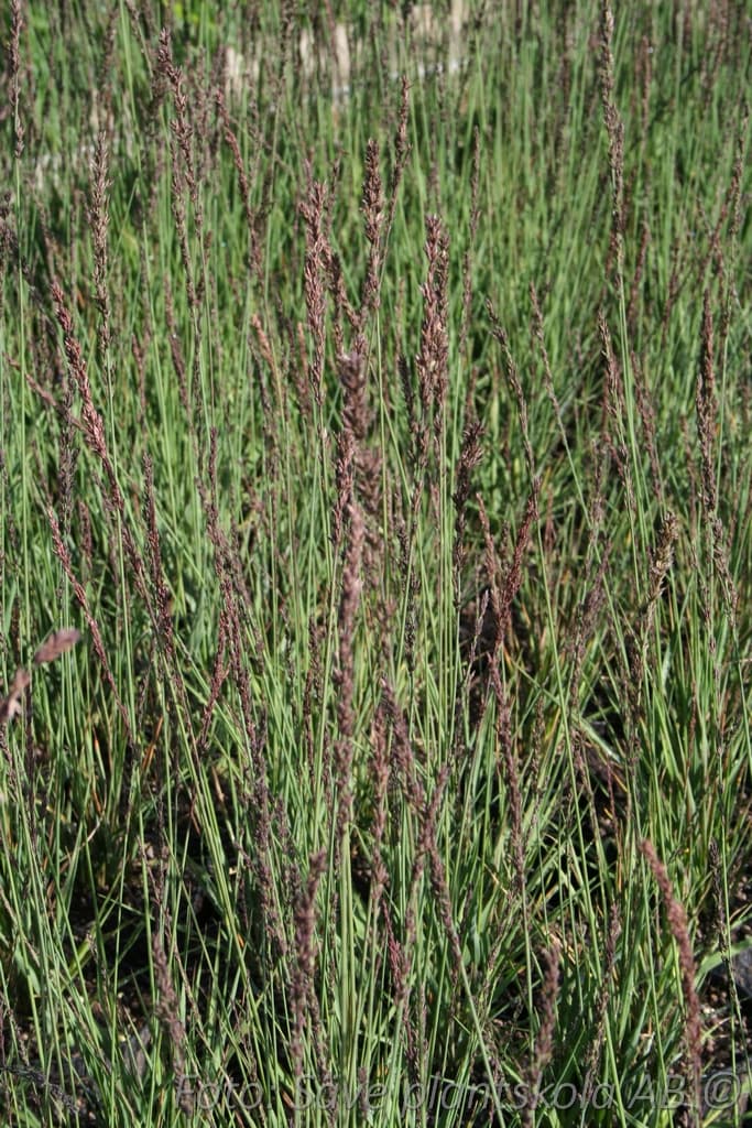 Miscanthus 'Herman Mussel' 5 L