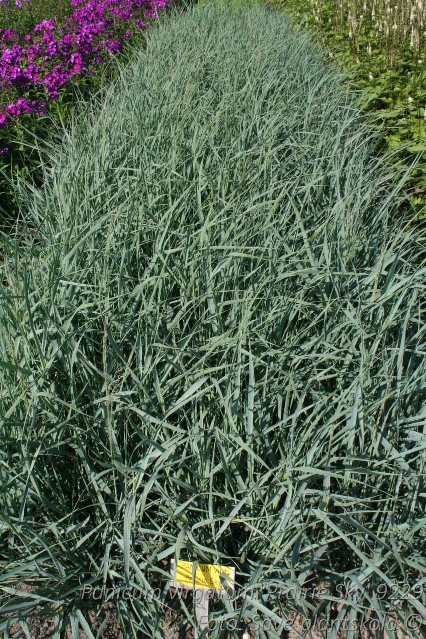 Panicum virgatum 'Prairie Sky'