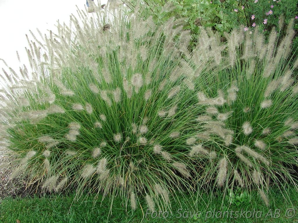 Pennisetum (Cenchrus) alopecuroides 'Hameln'