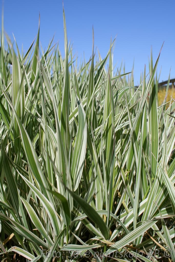 Phalaris arundinacea 'Picta'