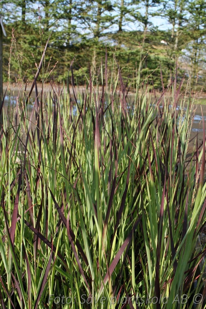 Panicum virgatum 'Heiliger Hain'