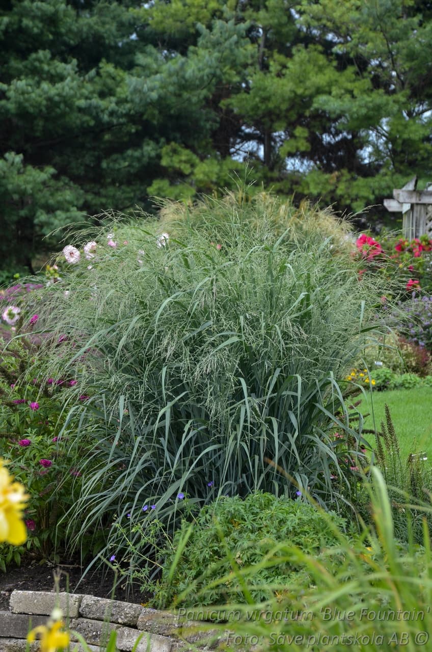 Panicum virgatum 'Blue Fountain'