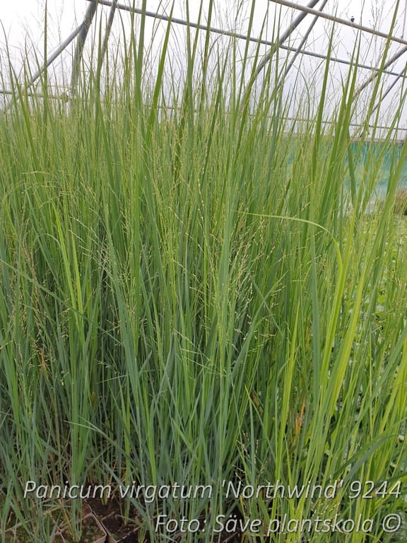 Panicum virgatum 'Northwind'