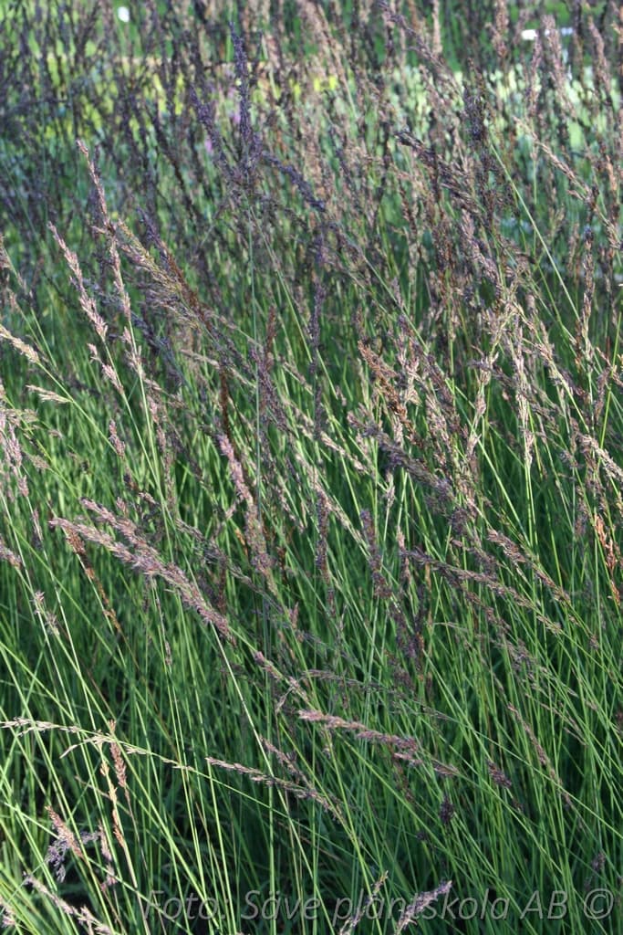 Molinia caerulea 'Edith Dudszus'