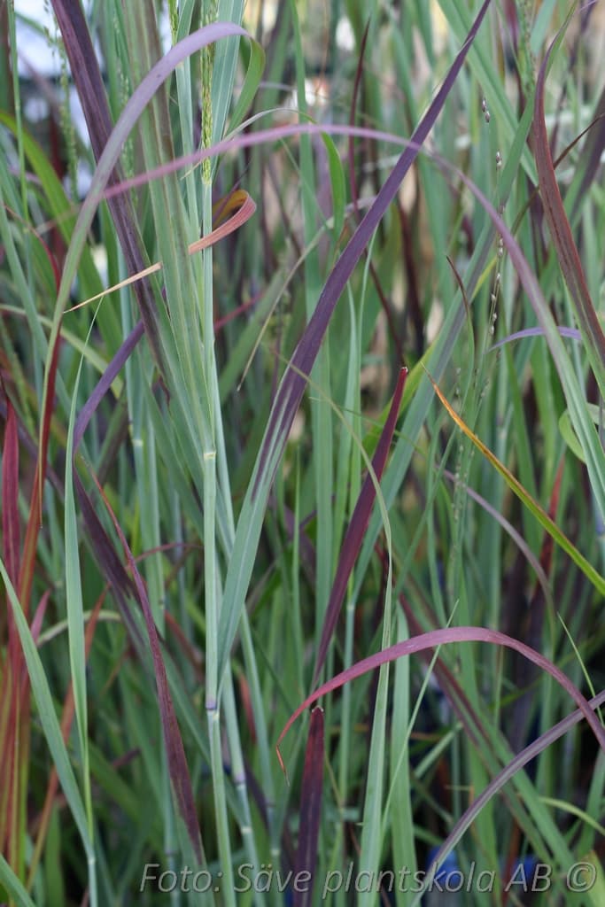 Panicum virgatum 'Squaw'