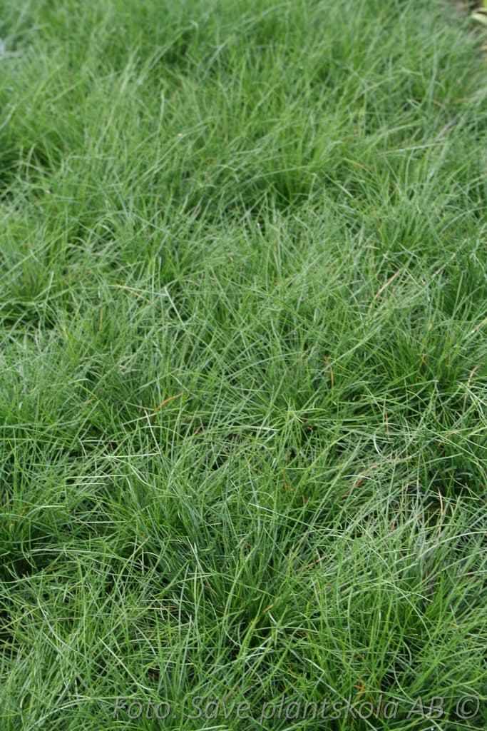 Festuca ovina