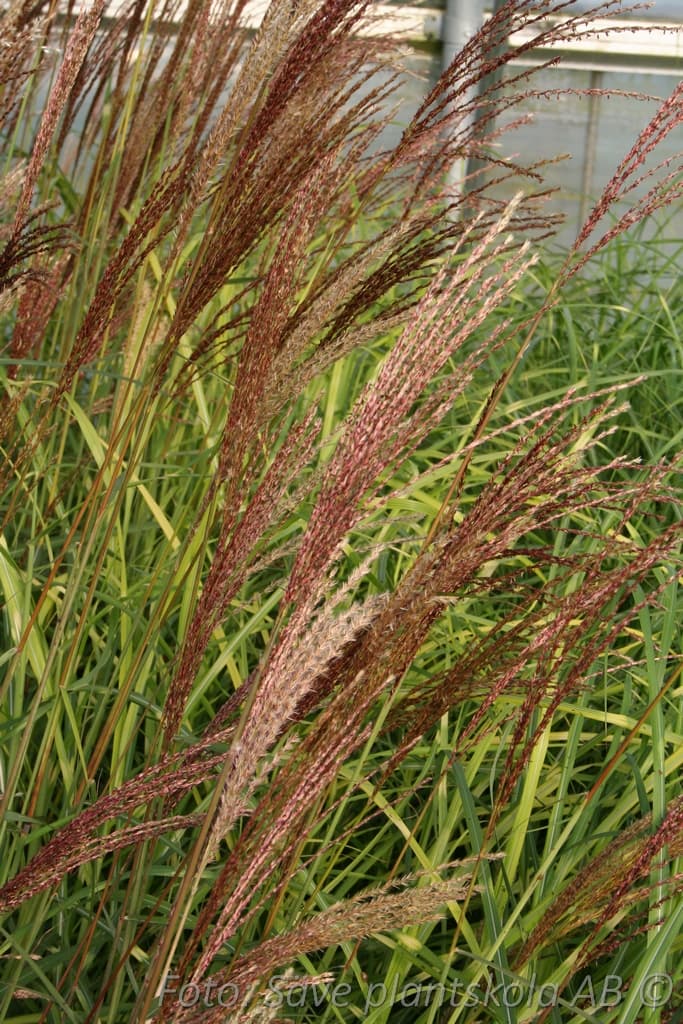 Miscanthus 'Dronning Ingrid' 2 L