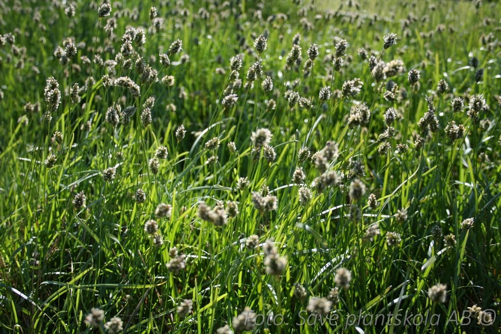 Sesleria caerulea
