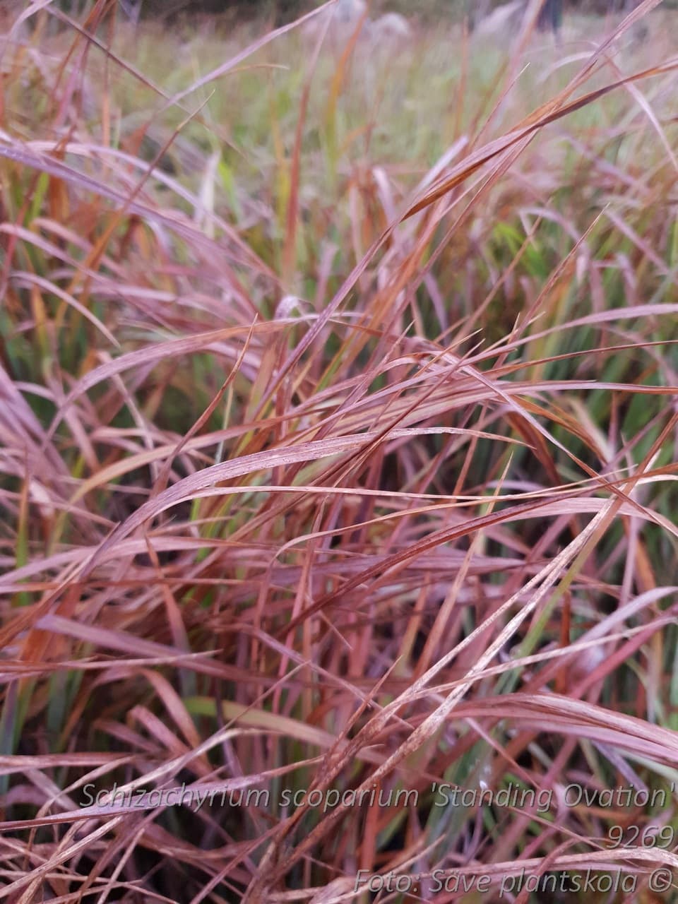 Schizachyrium scoparium 'Standing Ovation'