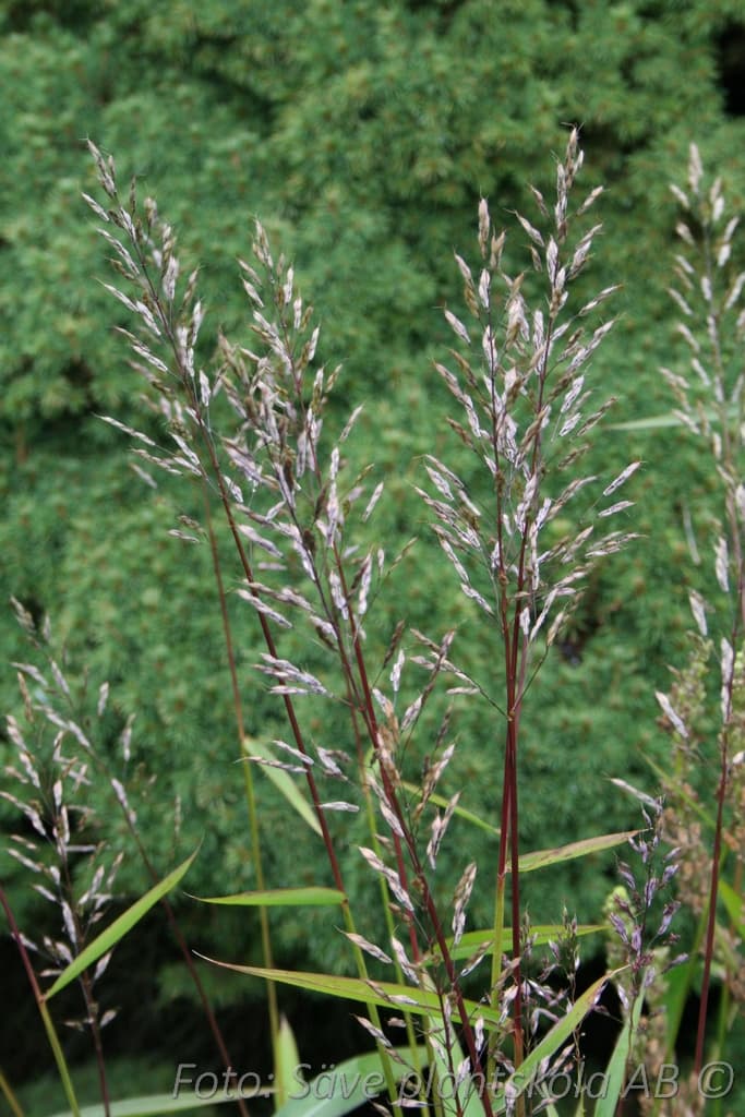 Spodiopogon sibiricus