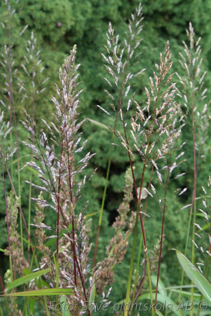 Spodiopogon sibiricus 'West Lake'