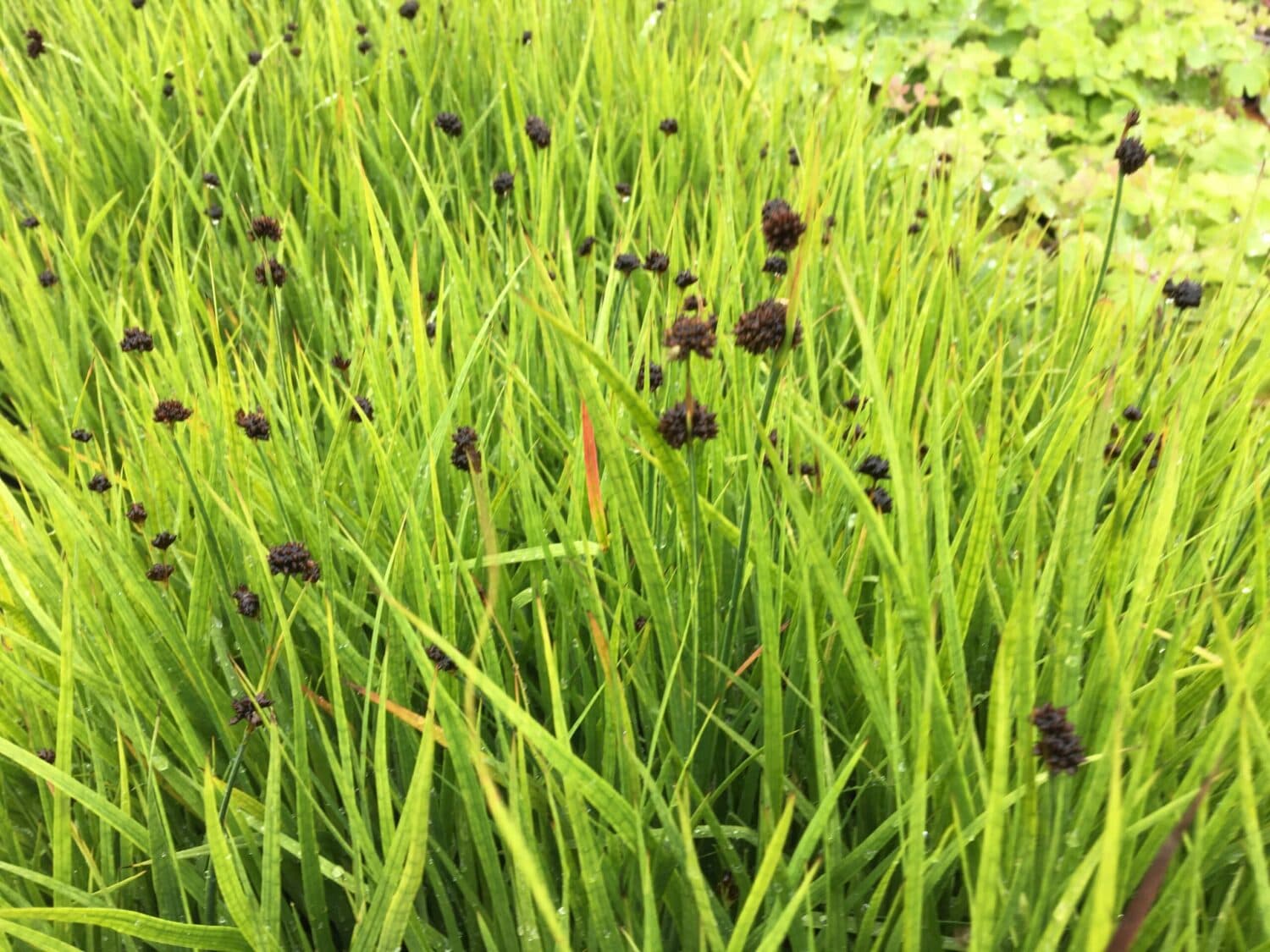 Juncus ensifolius