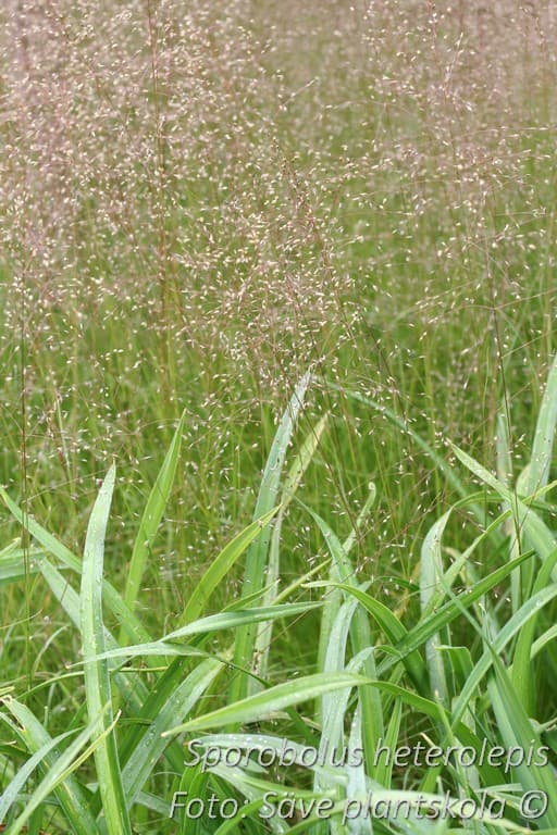 Sporobolus heterolepis