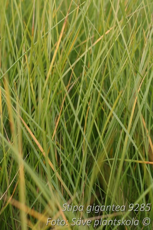 Stipa (Celtica) gigantea