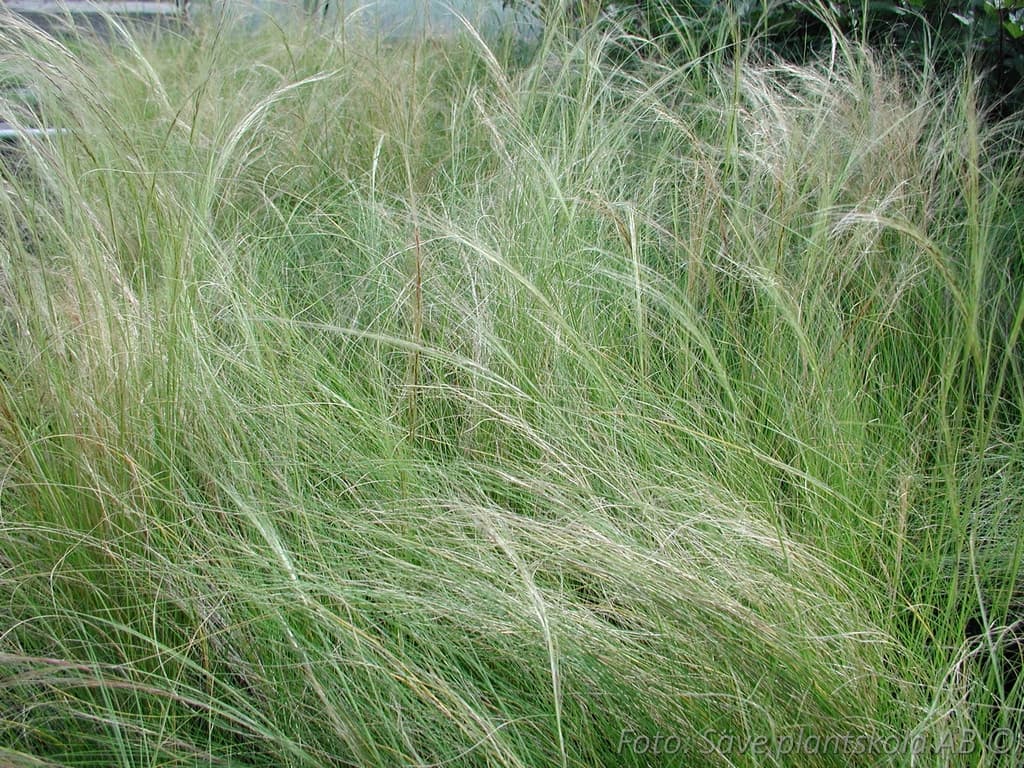 Stipa capillata